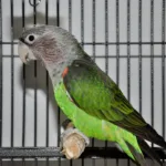 Cape Parrot