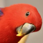 Eclectus