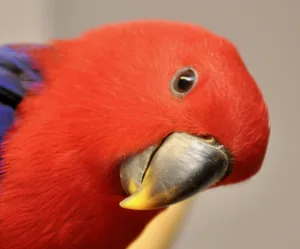 Eclectus