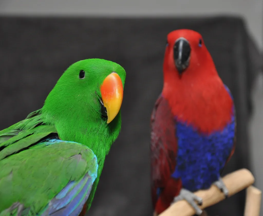 Eclectus