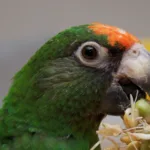 Red-fronted Parrot