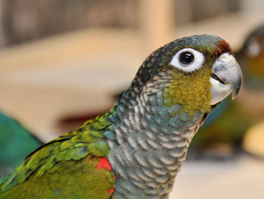 Conure Crimson