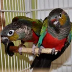 Conure Crimson