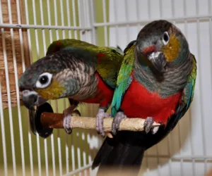 Conure Crimson