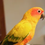 Sun Conure