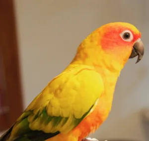 Conure Soleil