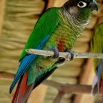 Conure à Joues Vertes