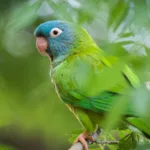 Conure à Tête Bleu