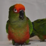 Conure à tête d'or